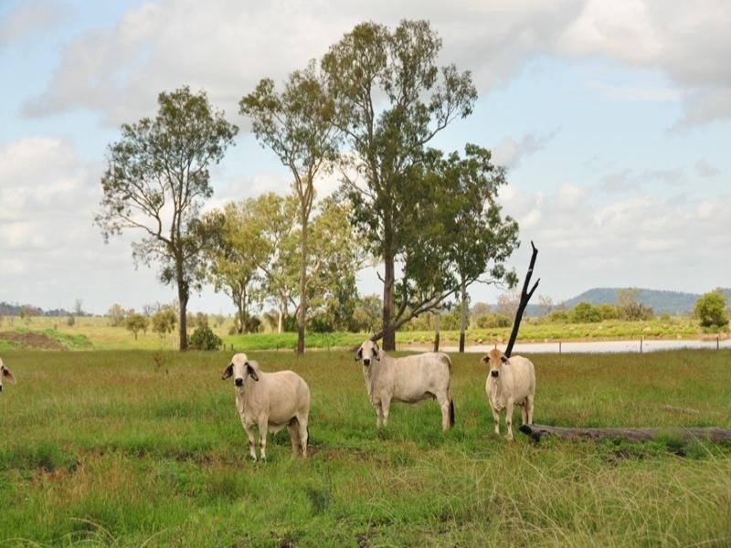 Banana QLD 4702