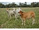 Mulgildie QLD 4630