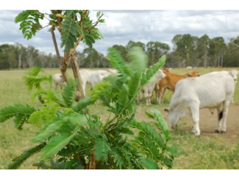 Mulgildie QLD 4630