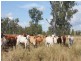 Thangool QLD 4716