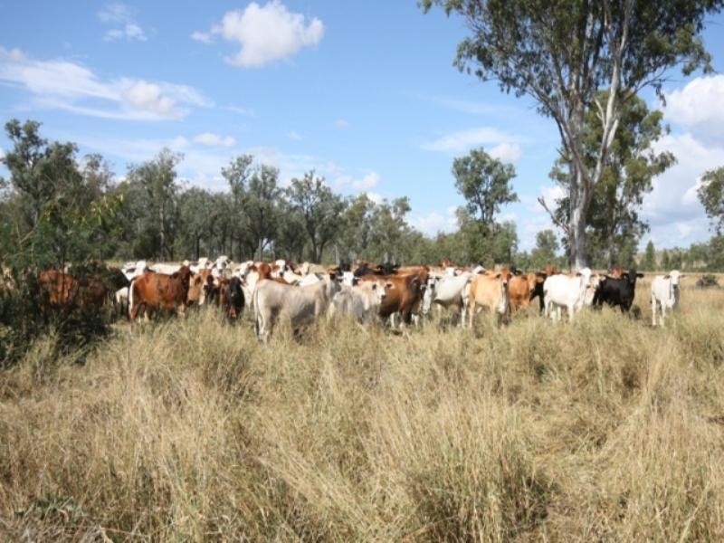 Thangool QLD 4716