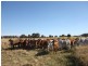 Biloela QLD 4715