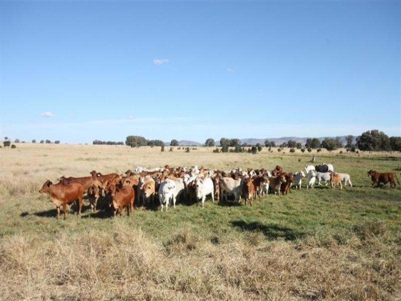 Biloela QLD 4715