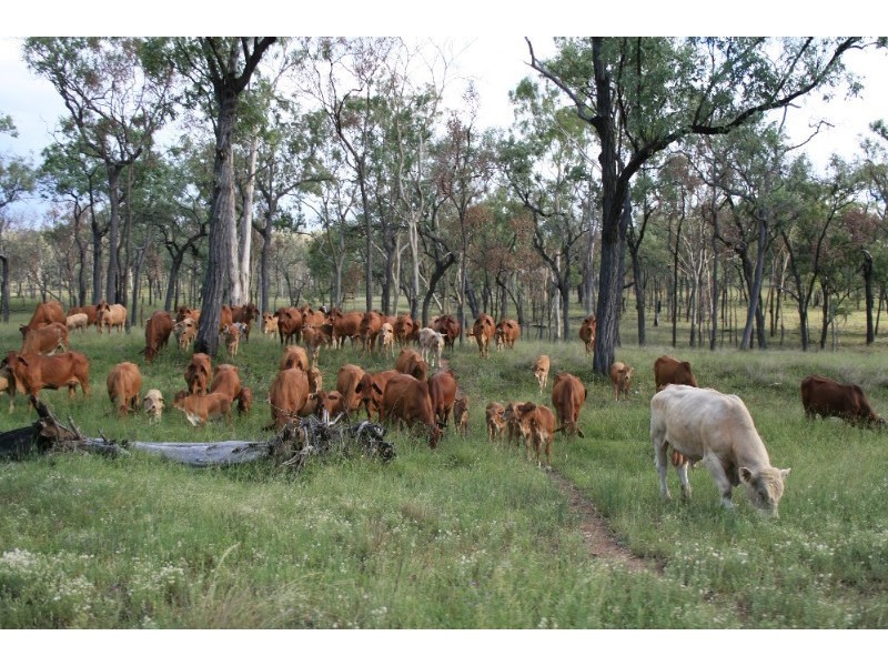 200 Zangaries Road, Biloela QLD 4715