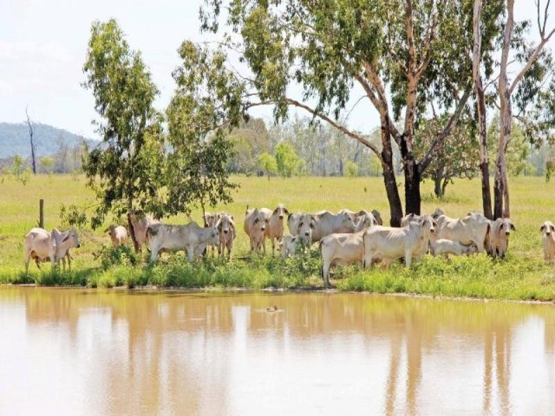 Dululu QLD 4702