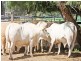 Mundubbera QLD 4626