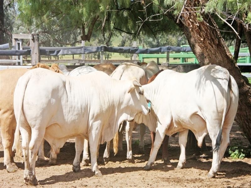 Mundubbera QLD 4626