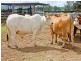 Mundubbera QLD 4626