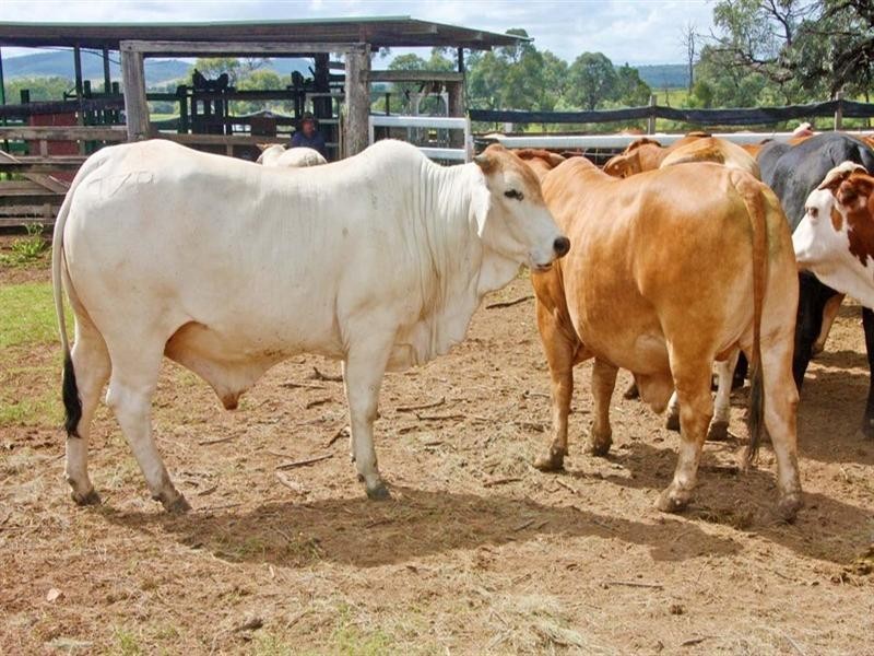 Mundubbera QLD 4626