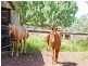 Mundubbera QLD 4626