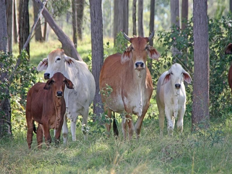 Gin Gin QLD 4671