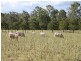 Monto QLD 4630