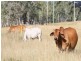 Monto QLD 4630