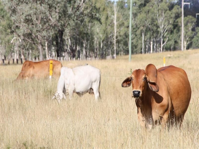 Monto QLD 4630