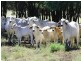 Goovigen QLD 4702