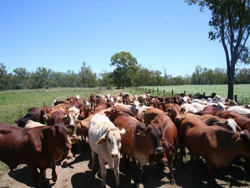 229 Coonambula Eidsvold Road, Mundubbera QLD 4626