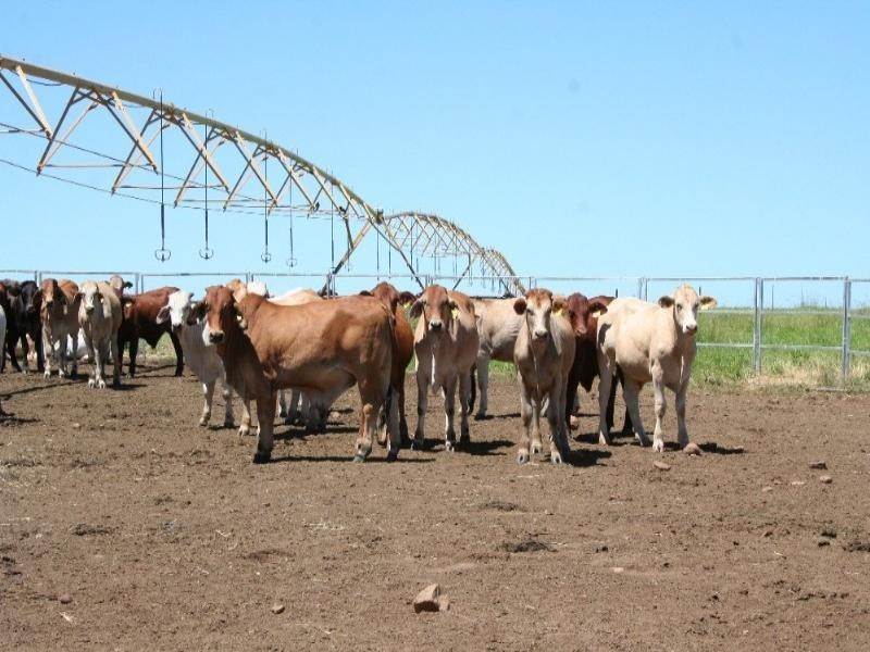 229 Coonambula Eidsvold Road, Mundubbera QLD 4626