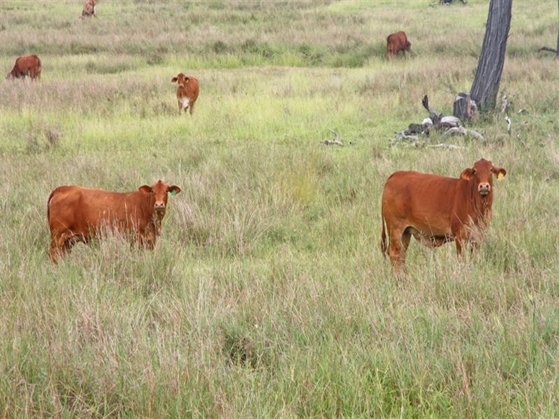Valentine Plains QLD 4715