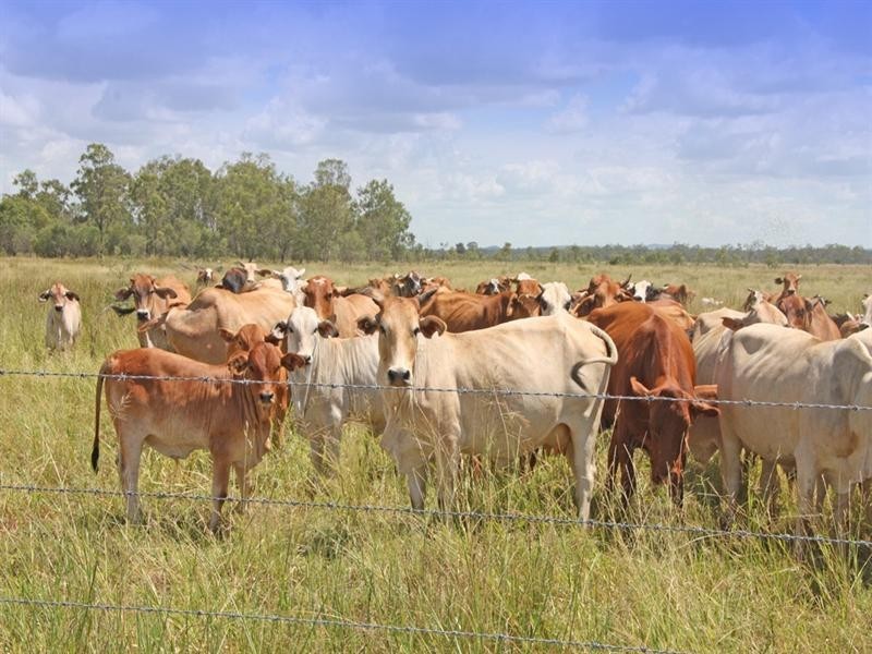 Marlborough QLD 4705