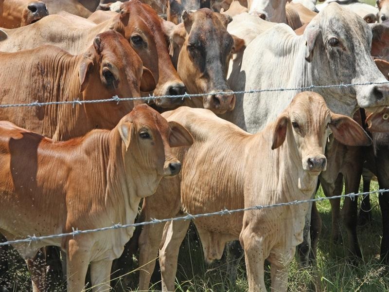 Marlborough QLD 4705