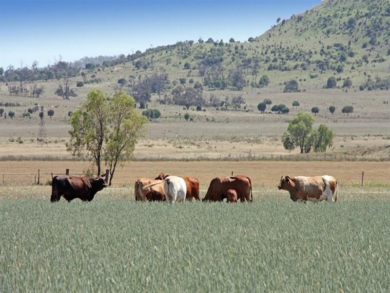 38932 Burnett Highway, Thangool QLD 4716