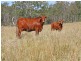 Gin Gin QLD 4671