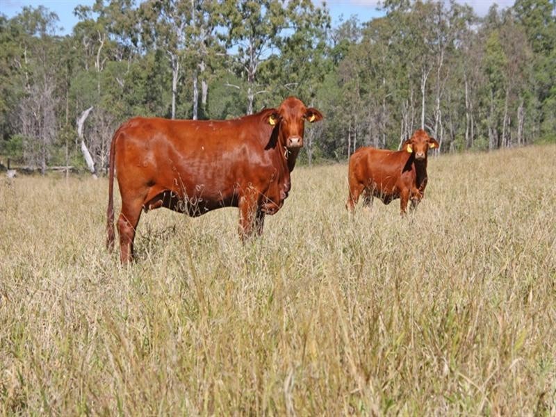 Gin Gin QLD 4671