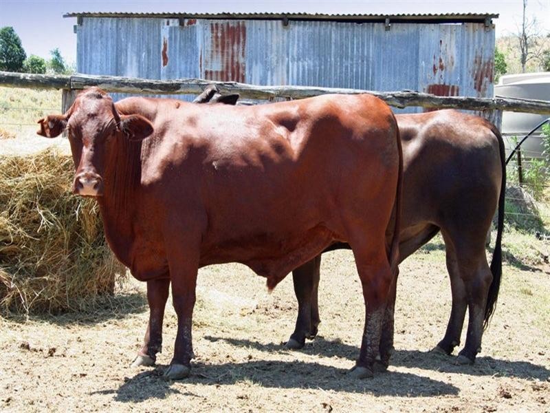 183 Bukali Scrub Road, Monto QLD 4630