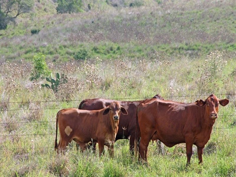 183 Bukali Scrub Road, Monto QLD 4630