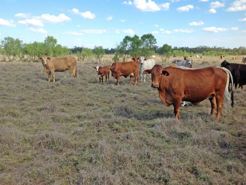 Dululu QLD 4702