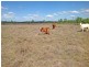 Dululu QLD 4702