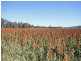 Monto QLD 4630
