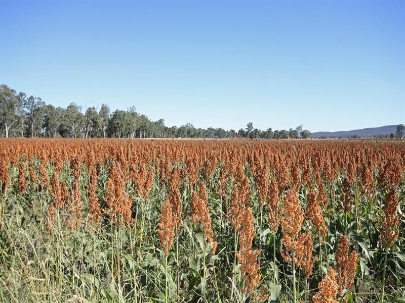 Monto QLD 4630