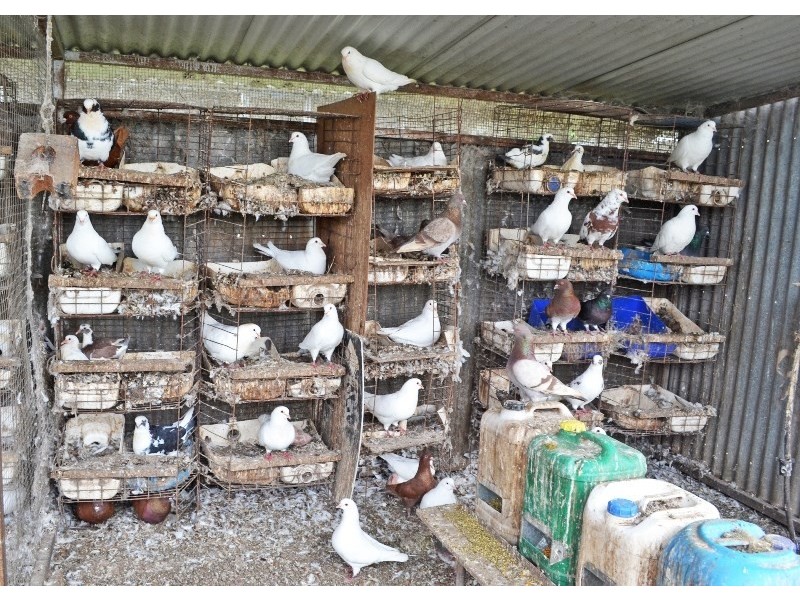 49 McLaughlins Road, Thangool QLD 4716