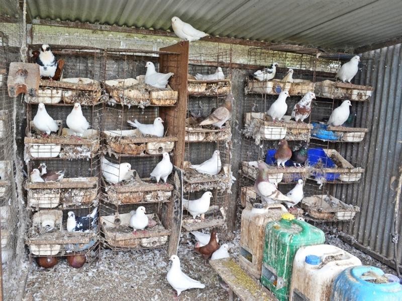 49 McLaughlins Road, Thangool QLD 4716