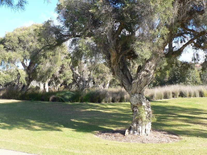 6 Pallarup Brace, Munster WA 6166