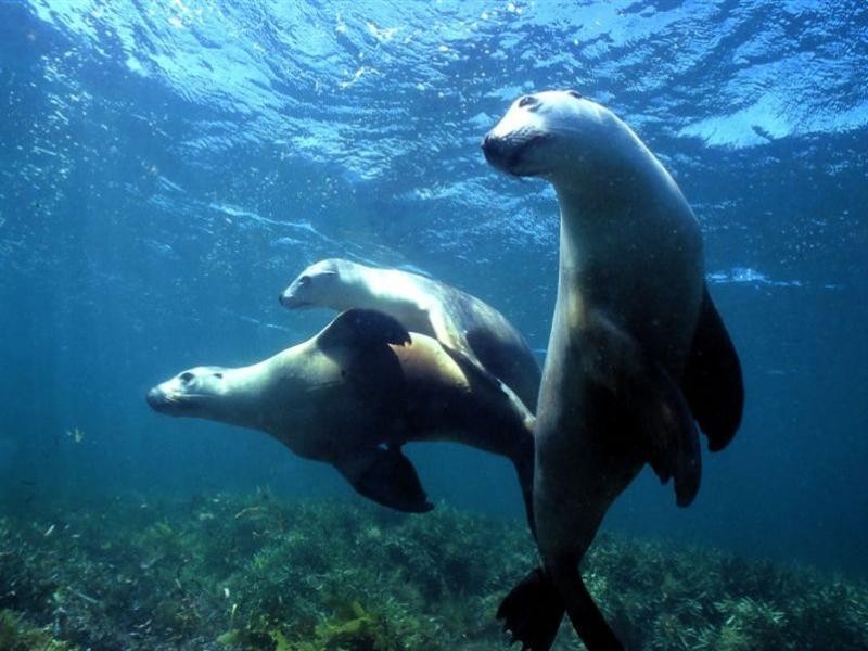 401 Ridge Way, Jurien Bay WA 6516