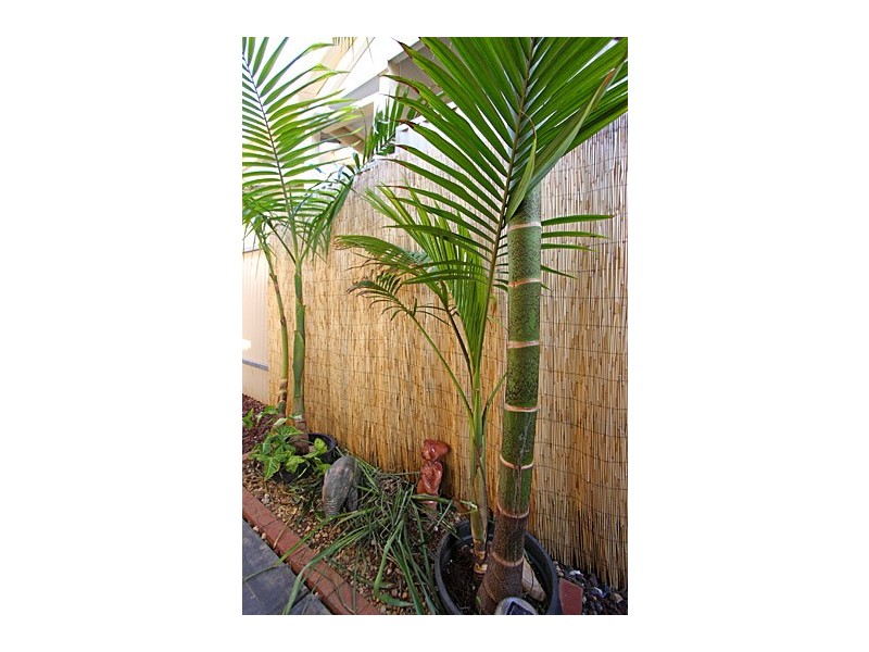 4 Queens Court, Blakeview SA 5114