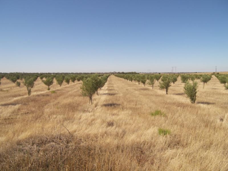 469 Government Road, Owen SA 5460