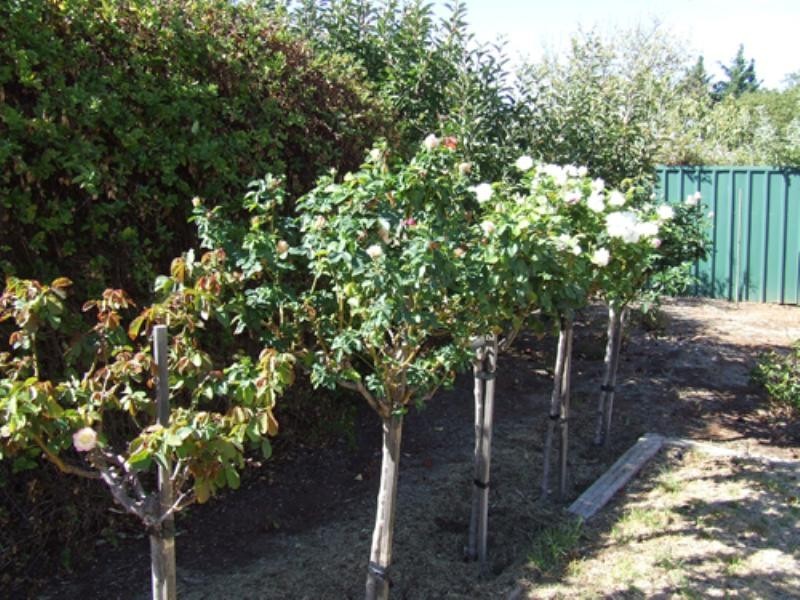 7 Taylor Street, Gawler East SA 5118