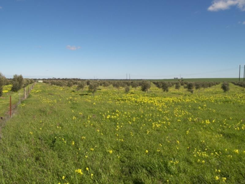 469 Government Road, Owen SA 5460