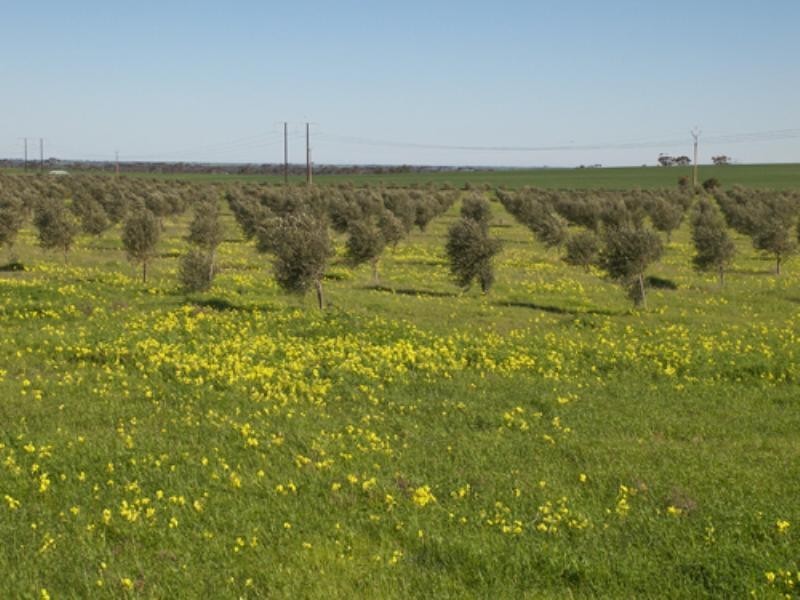 469 Government Road, Owen SA 5460