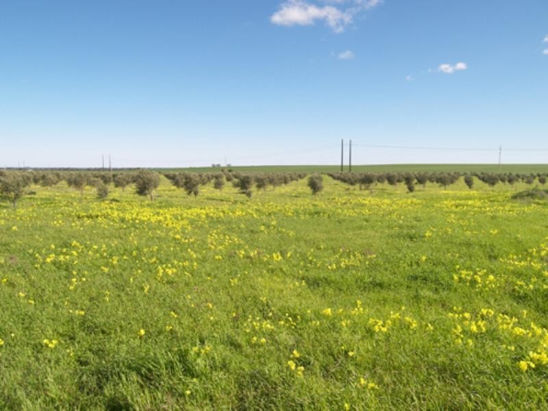 469 Government Road, Owen SA 5460