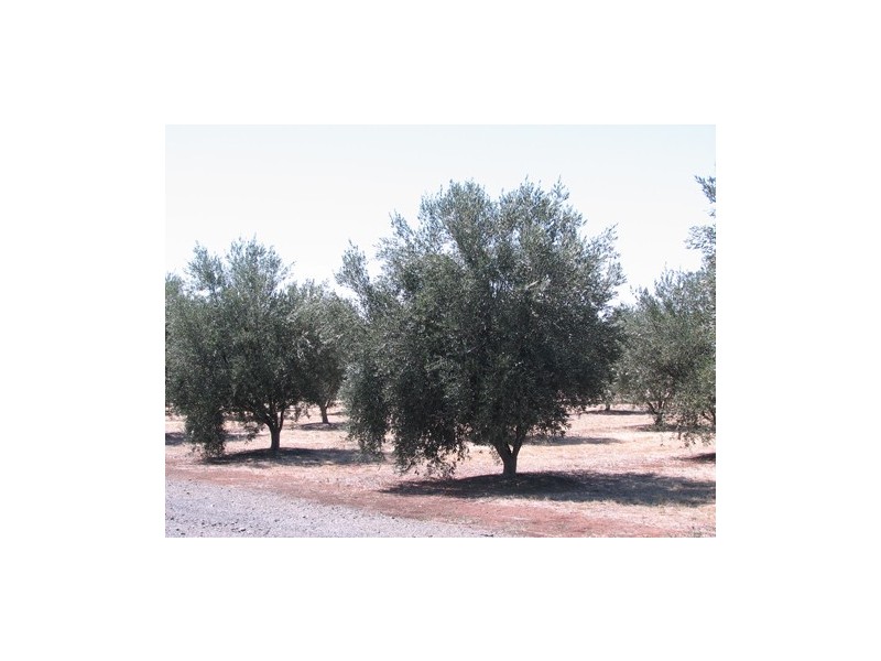 17 Glynn Street, Riverton SA 5412