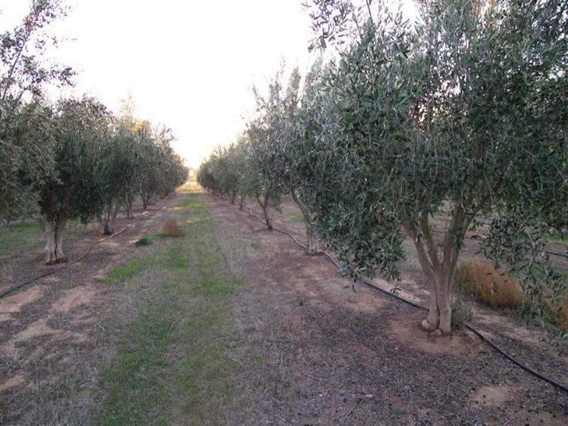 18 Gawler River Road, Lewiston SA 5501