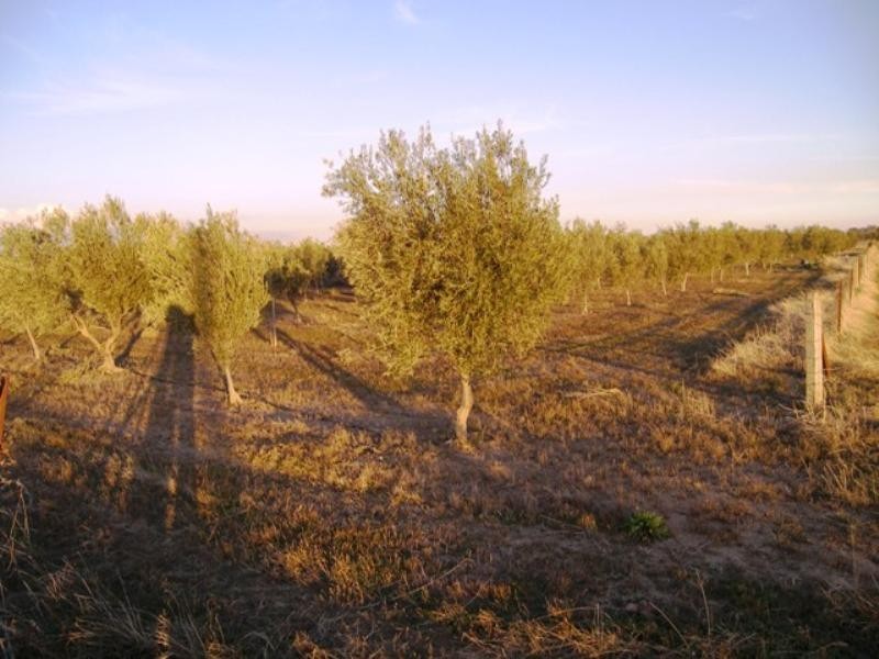 18 Gawler River Road, Lewiston SA 5501