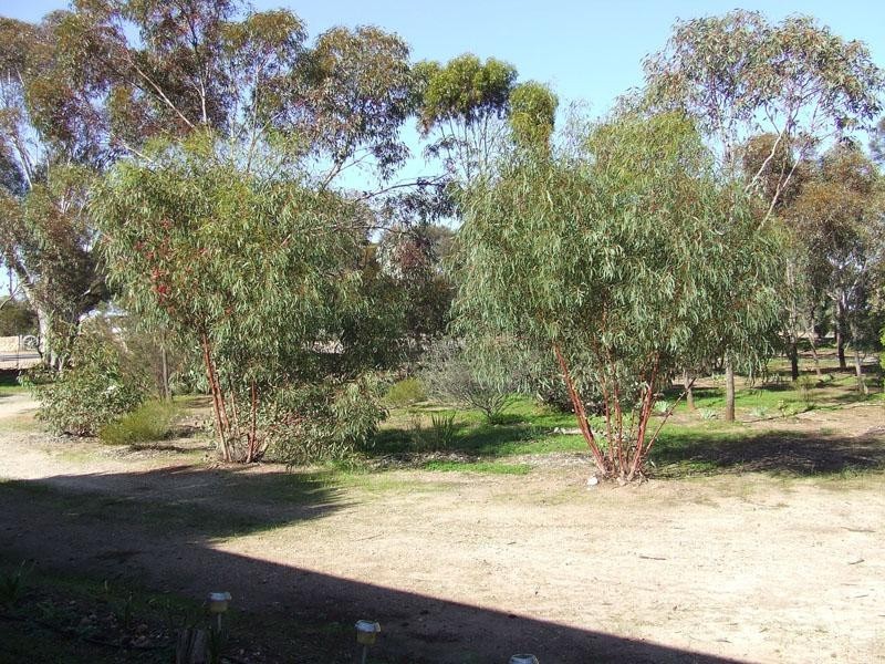Lot 707 Government Road, Avon SA 5501