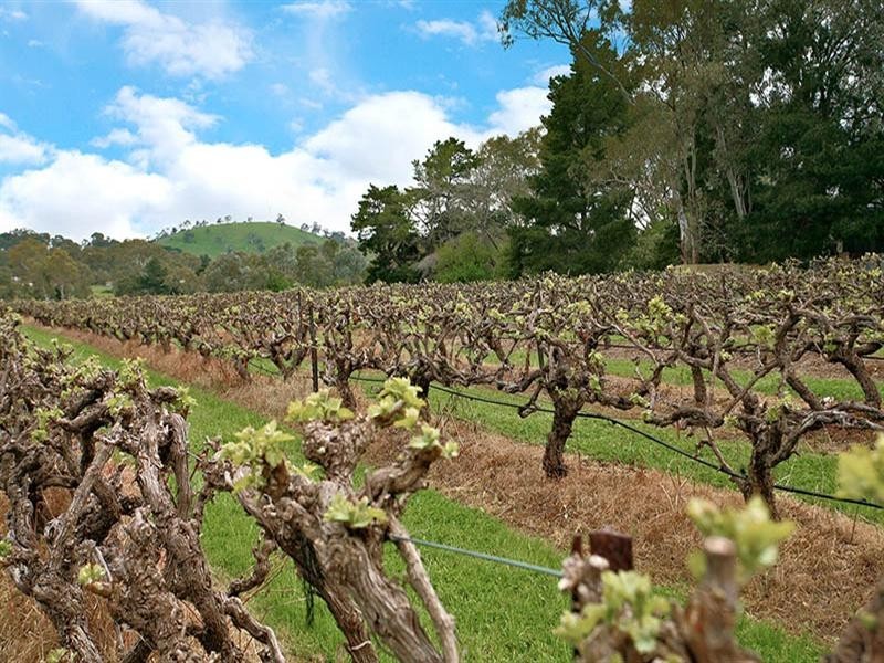 37 South Terrace, Williamstown SA 5351