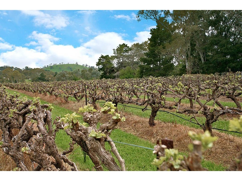 37 South Terrace, Williamstown SA 5351