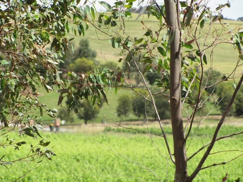 Lot 50 Needles Road, Williamstown SA 5351